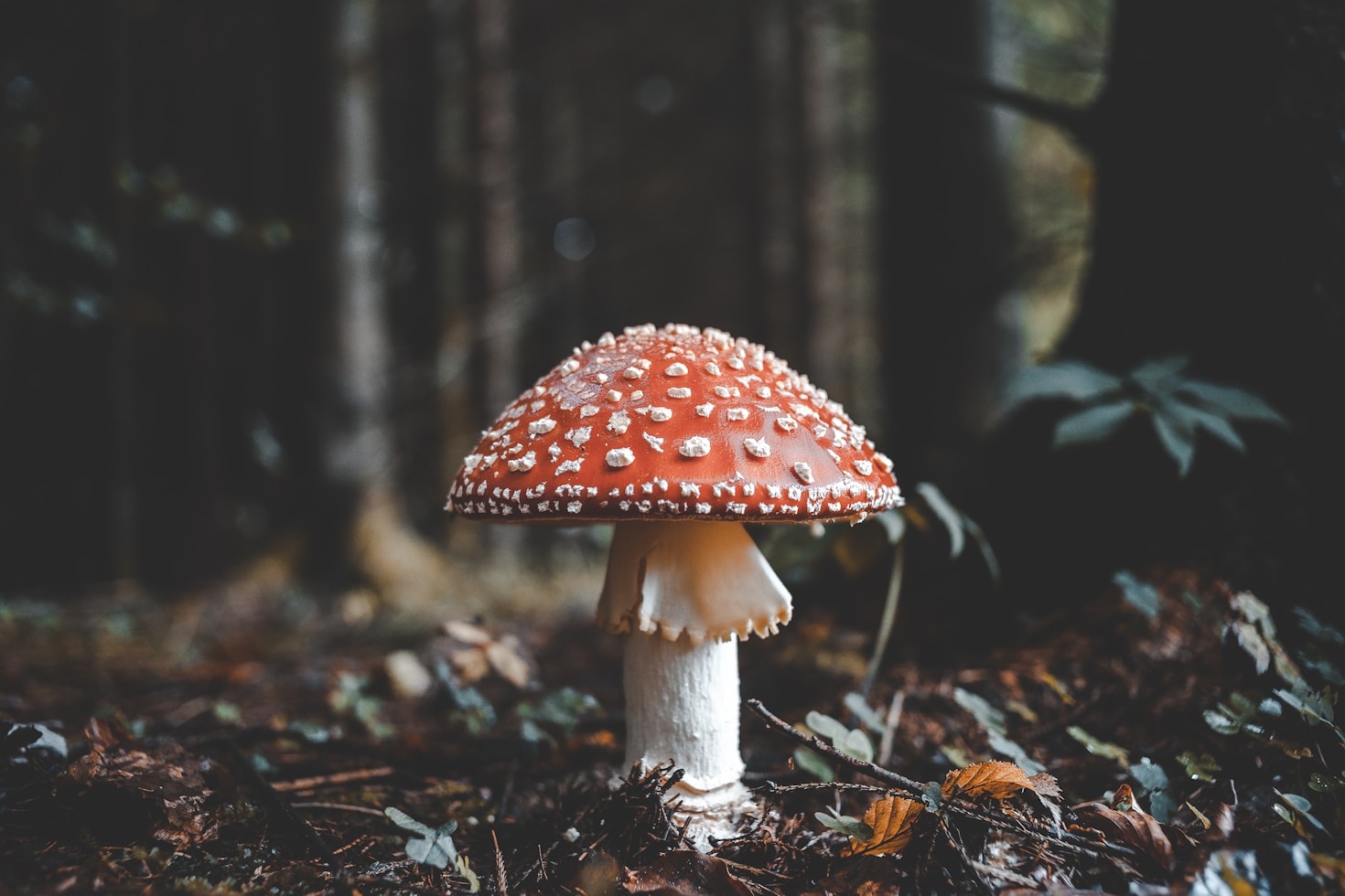 Why Nature is Vital for Personal and Professional Growth